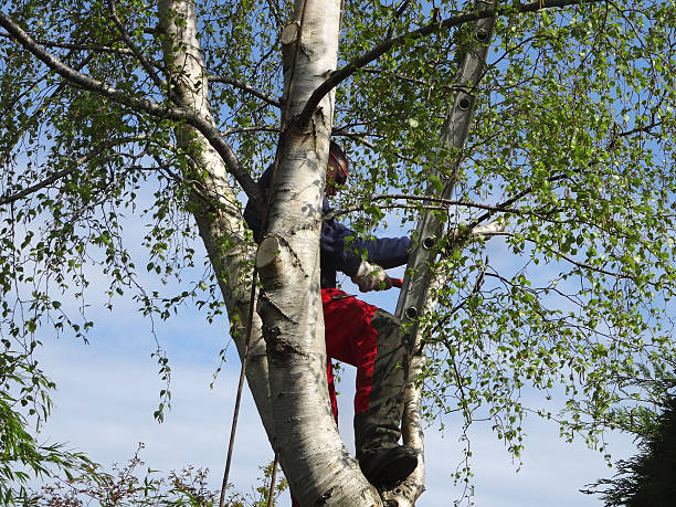 How Our Tree Care Process Works  in  Rossville, TN